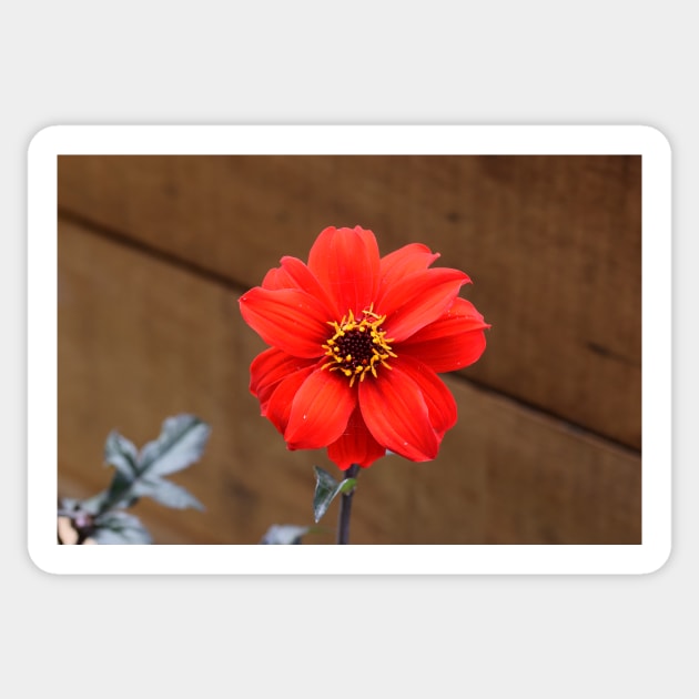 Dahlia 'Bishop of Llandaff' Sticker by fantastic-designs